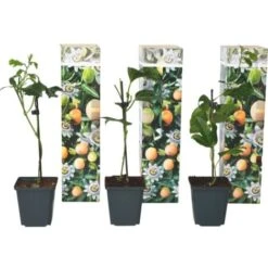 Passiflora Edulis - Set De 3 - Plantes Grimpante - Pot 9cm - Hauteur 25-40cm