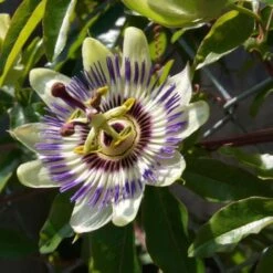 Passiflora Edulis - Set De 3 - Plantes Grimpante - Pot 9cm - Hauteur 25-40cm -Bostikhost Magasin 57001056 3