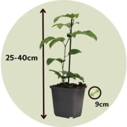 Passiflora - Mélange De 3 - Plante Grimpante - Pot 9cm - Hauteur 25-40cm -Bostikhost Magasin 57001057 4