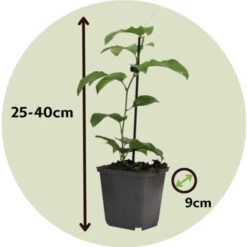 Passiflora - Mélange De 3 - Plante Grimpante - Pot 9cm - Hauteur 25-40cm -Bostikhost Magasin 57001057 5