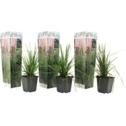 Cortaderia Selloana - Set De 3 - La Pampa - Rose - Pot 9cm - Hauteur 25-40cm