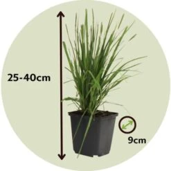 Cortaderia Selloana - Set De 3 - La Pampa - Rose - Pot 9cm - Hauteur 25-40cm -Bostikhost Magasin 57001075 3