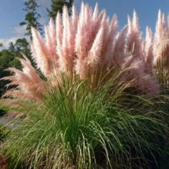 Cortaderia Selloana - Set De 3 - La Pampa - Rose - Pot 9cm - Hauteur 25-40cm -Bostikhost Magasin 57001075 4