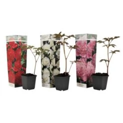 Mélange De 3 Pivoines - Mélange De Pivoines - Pot 9cm - Hauteur 0-40cm