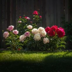 Mélange De 3 Pivoines - Mélange De Pivoines - Pot 9cm - Hauteur 0-40cm -Bostikhost Magasin 57001077 3