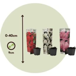 Mélange De 3 Pivoines - Mélange De Pivoines - Pot 9cm - Hauteur 0-40cm -Bostikhost Magasin 57001077 4