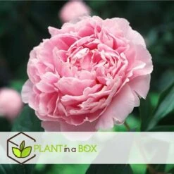 Mélange De 3 Pivoines - Mélange De Pivoines - Pot 9cm - Hauteur 0-40cm -Bostikhost Magasin 57001077 5