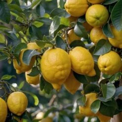 Medi Mix - Set De 4 - Arbres Fruitiers Méditerranéen - Pot 9cm - Hauteur 25-40cm -Bostikhost Magasin 57001079 3