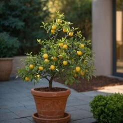 Medi Mix - Set De 4 - Arbres Fruitiers Méditerranéen - Pot 9cm - Hauteur 25-40cm -Bostikhost Magasin 57001079 4