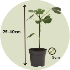 Medi Mix - Set De 4 - Arbres Fruitiers Méditerranéen - Pot 9cm - Hauteur 25-40cm -Bostikhost Magasin 57001079 5