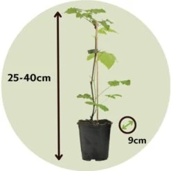 Plant De Framboisier - Set De 3 - Framboisier - Pot 9cm - Hauteur 25-40cm -Bostikhost Magasin 57057539 4