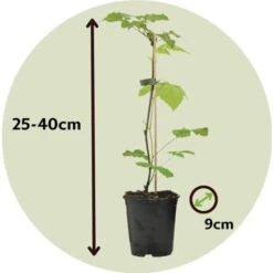 Plant De Framboisier - Set De 3 - Framboisier - Pot 9cm - Hauteur 25-40cm -Bostikhost Magasin 57057539 5