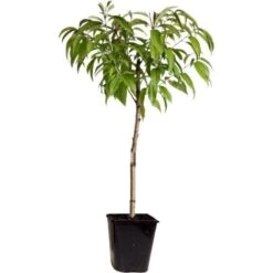 Prunus Persica 'Saturne' - Pêcher - Arbre Fruitier - Pot 15 Cm - Hauteur 60-70cm