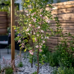 Prunus Persica 'Saturne' - Pêcher - Arbre Fruitier - Pot 15 Cm - Hauteur 60-70cm -Bostikhost Magasin 57057553 3