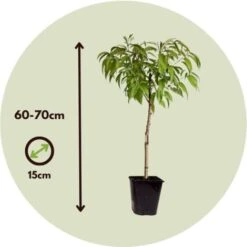 Prunus Persica 'Saturne' - Pêcher - Arbre Fruitier - Pot 15 Cm - Hauteur 60-70cm -Bostikhost Magasin 57057553 5