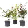 Acer Palmatum - Set De 3 - Erable Du Japon - Pot 19cm - Hauteur 60-70cm