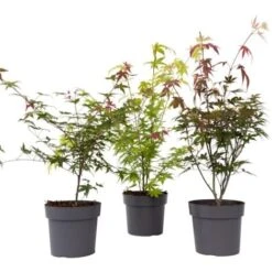 Acer Palmatum - Set De 3 - Erable Du Japon - Pot 19cm - Hauteur 60-70cm