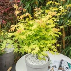 Acer Palmatum - Set De 3 - Erable Du Japon - Pot 19cm - Hauteur 60-70cm -Bostikhost Magasin 57057555 4
