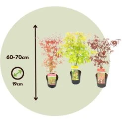 Acer Palmatum - Set De 3 - Erable Du Japon - Pot 19cm - Hauteur 60-70cm -Bostikhost Magasin 57057555 5