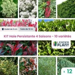 KIT Haie Persistante 4 Saison - 10 Variété- 12 Plante En Godet