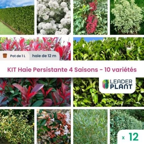 KIT Haie Persistante 4 Saison - 10 Variéts- 12 Plante En Pot De 1L 1 KIT Haie Persistante 4 Saison - 10 Variéts- 12 Plante En Pot De 1L