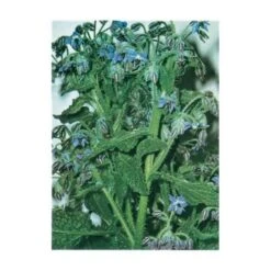 BOURRACHE OFFICINALE - 2 G