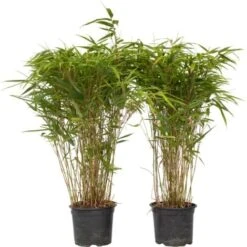 Fargesia Gansu - Set De 2 - Bambou Non Invasif - Pot 17cm - Hauteur 50-70cm
