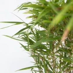 Fargesia Gansu - Set De 2 - Bambou Non Invasif - Pot 17cm - Hauteur 50-70cm -Bostikhost Magasin 60215253 3