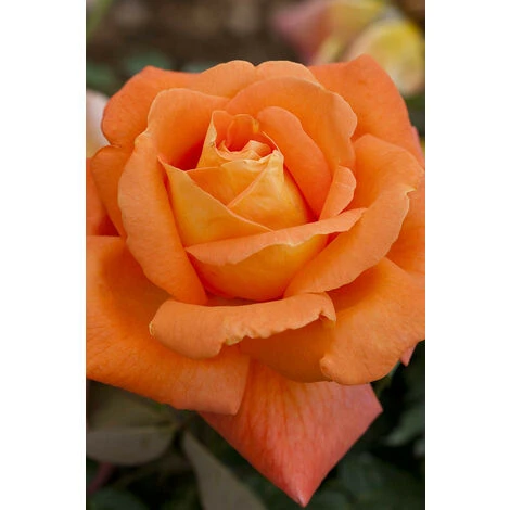 Rosier Meilland 'Louis De Funes' Meilland Taille Du Pot - 5L 1 Rosier Meilland 'Louis De Funes' Meilland Taille Du Pot - 5L