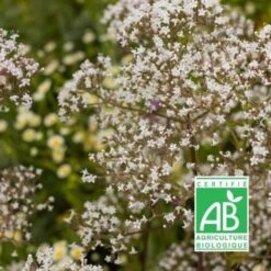 Valériane Officinale BIO/Godet