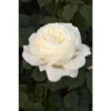 Rosier Meilland 'Jeanne Moreau' Taille Du Pot - 5L