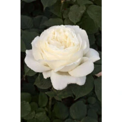 Rosier Meilland 'Jeanne Moreau' Taille Du Pot - 5L