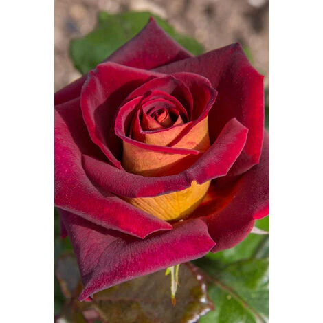 Rosier Meilland 'Eddy Mitchell' Taille Du Pot - 5L 1 Rosier Meilland 'Eddy Mitchell' Taille Du Pot - 5L