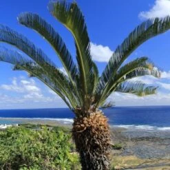 Cycas Du Japon/Pot De 70L