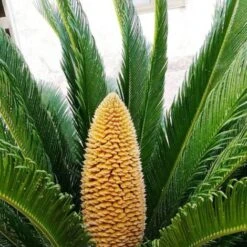 Cycas Du Japon/Pot De 70L -Bostikhost Magasin 62825832 3