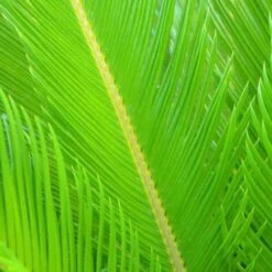 Cycas Du Japon/Pot De 70L -Bostikhost Magasin 62825832 4