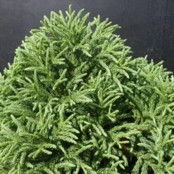 Cèdre Du Japon Japonica Globosa Nana/Pot De 15L
