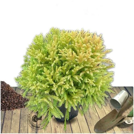Cèdre Du Japon Japonica Globosa Nana/Pot De 15L 2 Cèdre Du Japon Japonica Globosa Nana/Pot De 15L – Image 2