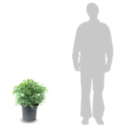 Cèdre Du Japon Japonica Globosa Nana/Pot De 15L 5 Cèdre Du Japon Japonica Globosa Nana/Pot De 15L -Bostikhost Magasin 63088740 3