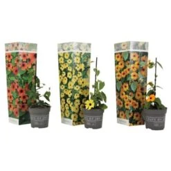 Thunbergia - Mélange De 3 - Jaune, Orange, Rouge - Pot 9cm - Hauteur 25-40cm