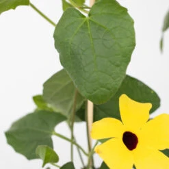 Thunbergia - Mélange De 3 - Jaune, Orange, Rouge - Pot 9cm - Hauteur 25-40cm -Bostikhost Magasin 64168869 3