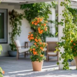 Thunbergia - Mélange De 3 - Jaune, Orange, Rouge - Pot 9cm - Hauteur 25-40cm -Bostikhost Magasin 64168869 4