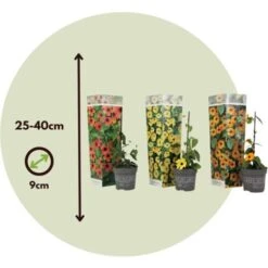 Thunbergia - Mélange De 3 - Jaune, Orange, Rouge - Pot 9cm - Hauteur 25-40cm -Bostikhost Magasin 64168869 5