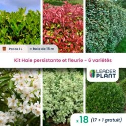 KIT Haie Persistante Et Fleurie 6 Variété – Lot De 18 Plant En Pot De 1L Pour Une Haie De 15m