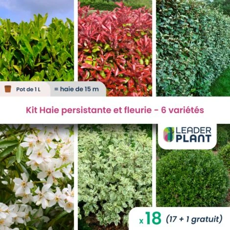KIT Haie Persistante Et Fleurie 6 Variété – Lot De 18 Plant En Pot De 1L Pour Une Haie De 15m 1 KIT Haie Persistante Et Fleurie 6 Variété – Lot De 18 Plant En Pot De 1L Pour Une Haie De 15m