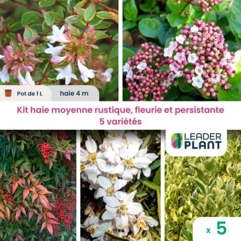 KIT Haie Moyenne Rustique, Fleurie Et Persistante– Lot De 5 Plant En Pot De 1L Pour Une Haie De 5m 1 KIT Haie Moyenne Rustique, Fleurie Et Persistante– Lot De 5 Plant En Pot De 1L Pour Une Haie De 5m