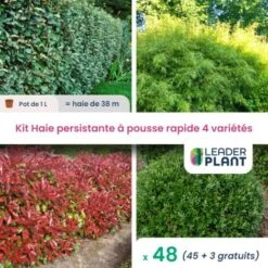 KIT Haie Persistante à Pousse Rapide – 4 Variété Lot De 48 Plant En Pot De 1L Pour Une Haie De 38m