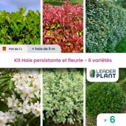 KIT Haie Persistante Et Fleurie 6 Variété – Lot De 6 Plant En Pot De 1L Pour Une Haie De 5m
