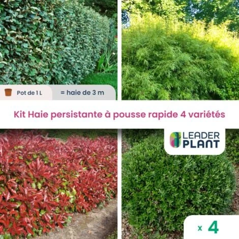KIT Haie Persistante à Pousse Rapide – 4 Variété Lot De 4 Plant En Pot De 1L Pour Une Haie De 3m 1 KIT Haie Persistante à Pousse Rapide – 4 Variété Lot De 4 Plant En Pot De 1L Pour Une Haie De 3m