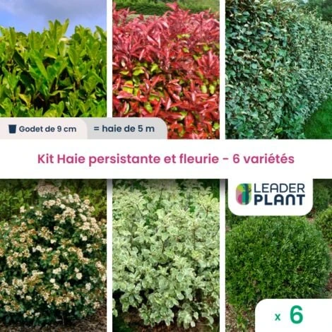KIT Haie Persistante Et Fleurie 6 Variété – Lot De 6 Plant En Godet Pour Une Haie De 5m 1 KIT Haie Persistante Et Fleurie 6 Variété – Lot De 6 Plant En Godet Pour Une Haie De 5m